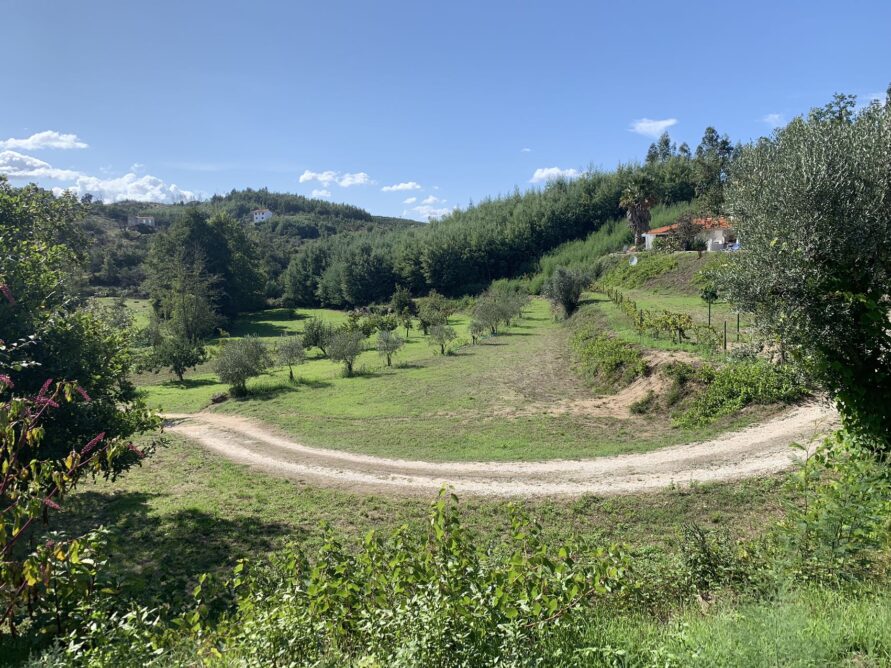 Campingpitch grass